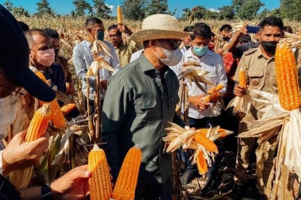 Gubernur NTT, Viktor Bungtilu Laiskodat melakukan panen jagung bersama petani di Kabupaten Sumba Barat Daya saat melakukan kunjunga  kerja beberapa waktu lalu. 