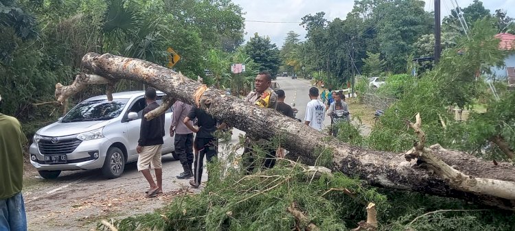 Anggota Polsek takari gerak cepat dengan turun ke lokasi membersihkan pohon tumbang yang tumbang menutupi badan jalan hingga mengakibatkan kemacetan. 