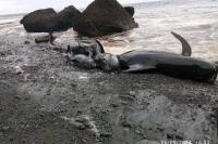 Lumba-lumba terdampar di Pantai Pureman Kabupaten Alor.