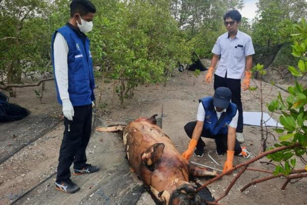 Pihak BKKPN Kupang turun ke Pantai Pariti Teluk Kupang melakukan pemeriksaan terhadap bangkai dugong dan lumba-lumba yang terdampar 