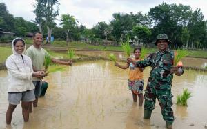 Wujudkan TNI manunggal sekaligus dukung ketahanan pangan, Babinsa Wedomu, Serda Hiro Kono bantu warga tanam padi di Desa Umaklaran, Kecamatan Tasifeto Timur, Kabupaten Belu perbatasan RI-RDTL.